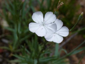 Dianthus furcatus ssp gyspergerae